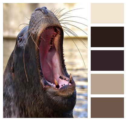 Swim Sea Lion Seal Image